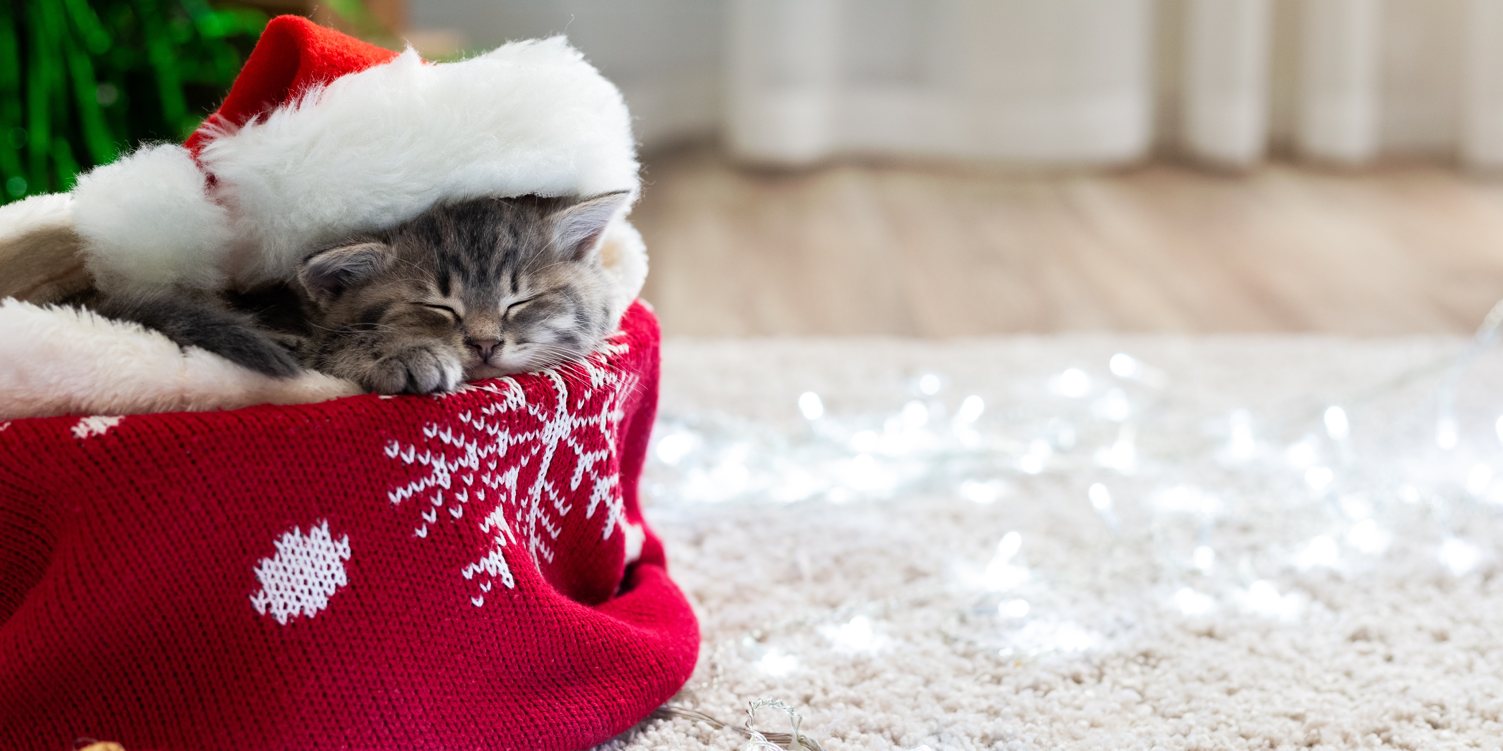 Christmas on sale cat cute